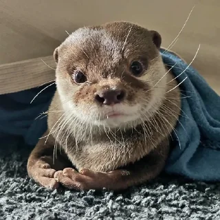 Стикер @citatyanimal Выдры - 7