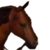 cjonhorse - 