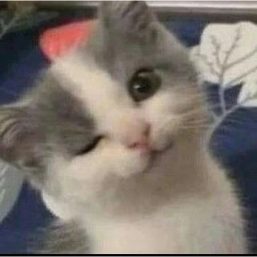 Стикер ckatsc - 1