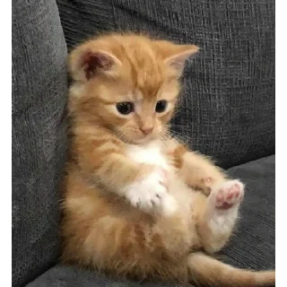 Стикер @chmo_x @chmo_x @chmo_x - 4