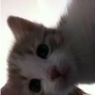 Стикер @chmo_x @chmo_x @chmo_x - 9