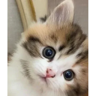 Стикер @chmo_x @chmo_x @chmo_x - 6