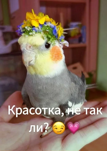 Стикер Гарем попугайчиков🦜💗 by @fStikBot - 11