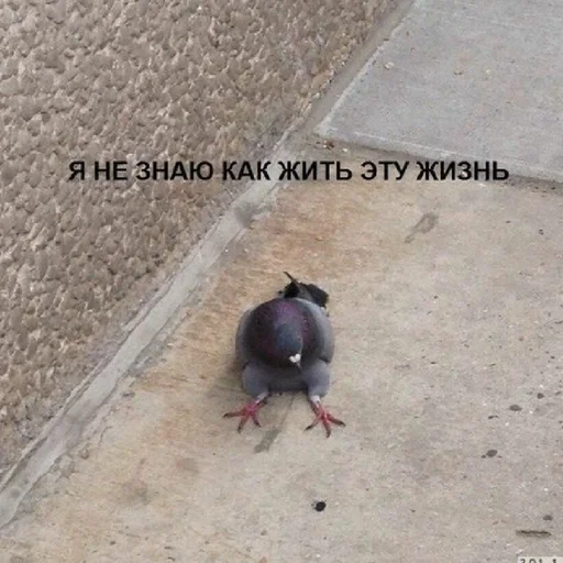 Стикер Гарем попугайчиков🦜💗 by @fStikBot - 10