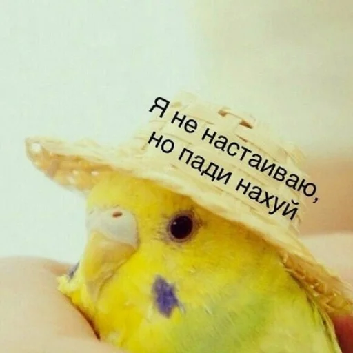 Стикер Гарем попугайчиков🦜💗 by @fStikBot - 9