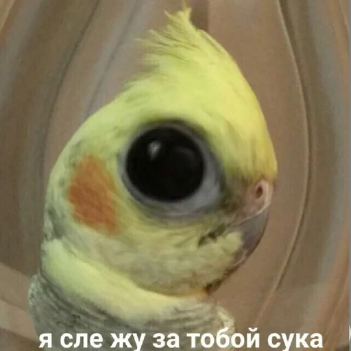 Стикер Гарем попугайчиков🦜💗 by @fStikBot - 8