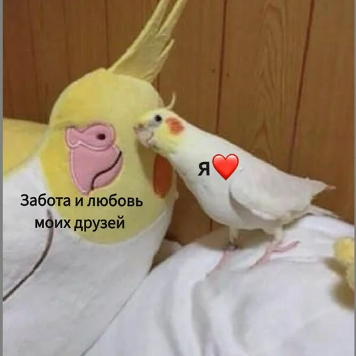 Стикер Гарем попугайчиков🦜💗 by @fStikBot - 7
