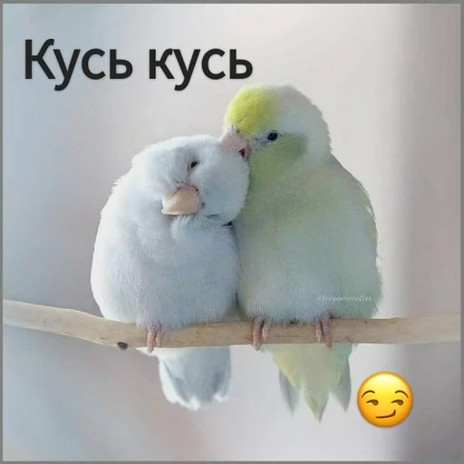 Стикер Гарем попугайчиков🦜💗 by @fStikBot - 6