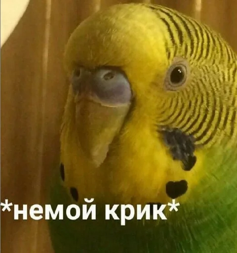 Стикер Гарем попугайчиков🦜💗 by @fStikBot - 5
