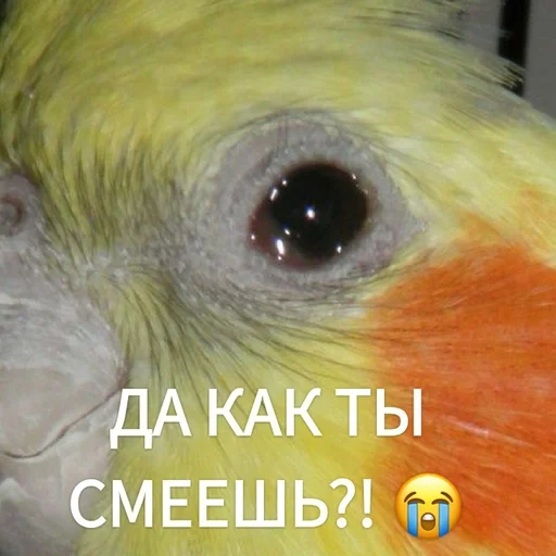 Стикер Гарем попугайчиков🦜💗 by @fStikBot - 4