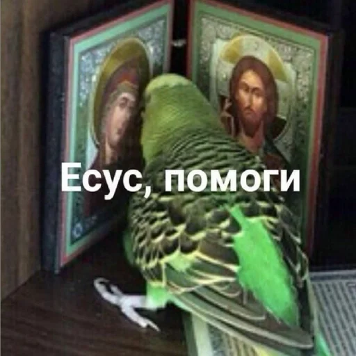 Стикер Гарем попугайчиков🦜💗 by @fStikBot - 3