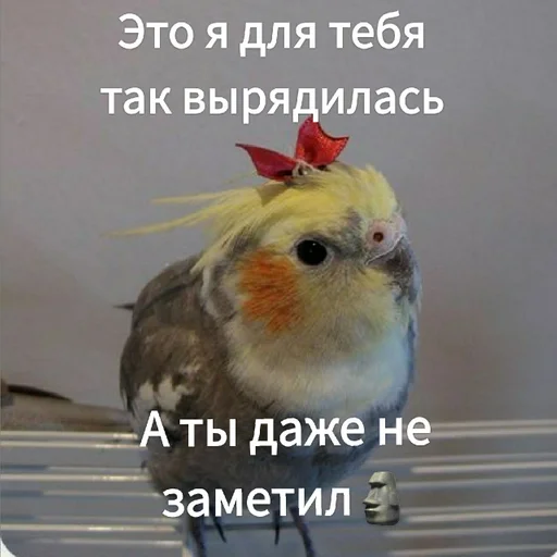 Стикер Гарем попугайчиков🦜💗 by @fStikBot - 2