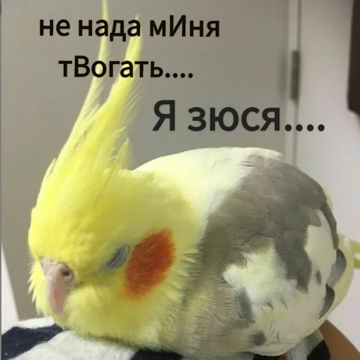 Стикер Гарем попугайчиков🦜💗 by @fStikBot - 1