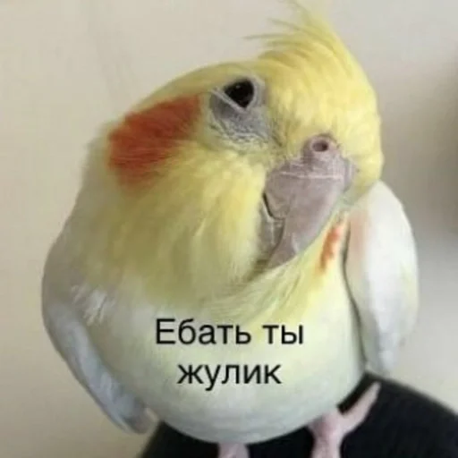 Стикер Гарем попугайчиков🦜💗 by @fStikBot - 0