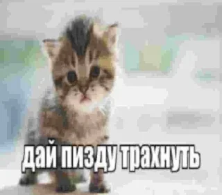 Стикер @stickers_gifs0 :: @stickers_generator_bot - 2