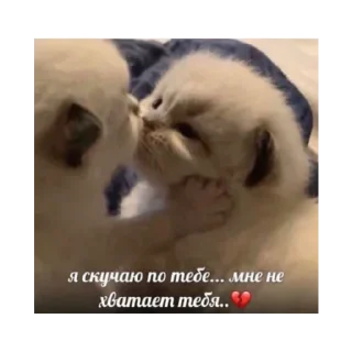 Стикер @stickers_gifs0 :: @stickers_generator_bot - 8
