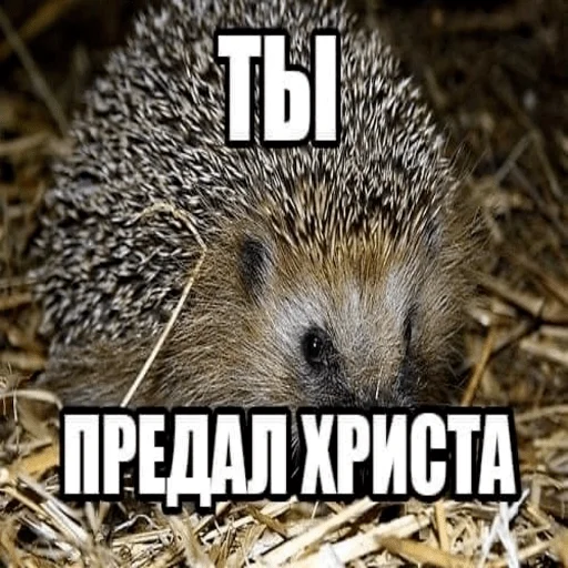 Православие☦ - 