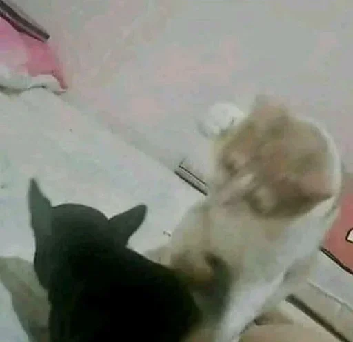 Стикер cleanflash - 1