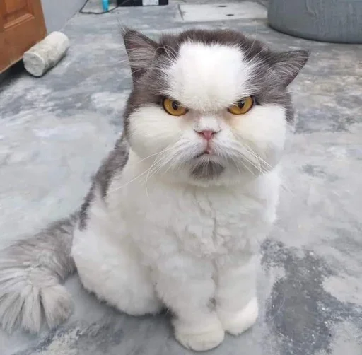 Стикер cleanflash - 1