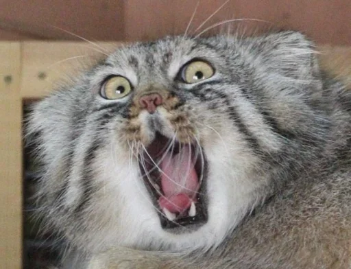 Стикер cleanflash - 1