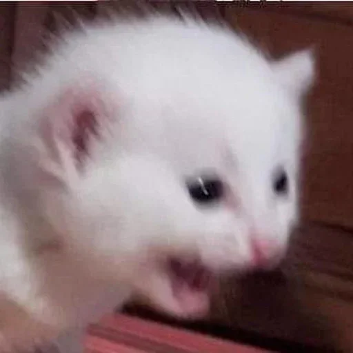 Стикер cleanflash - 1