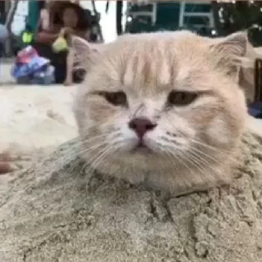 Стикер cleanflash - 1