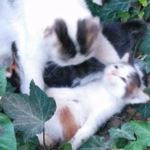 Sticker cleanflash - 1