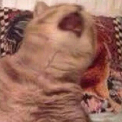 Sticker cleanflash - 1