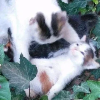 Sticker @cleanflash - 4