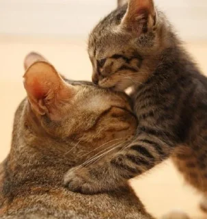 Sticker @cleanflash - 3