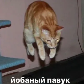 Sticker closticks13! @clothing_insider - 3