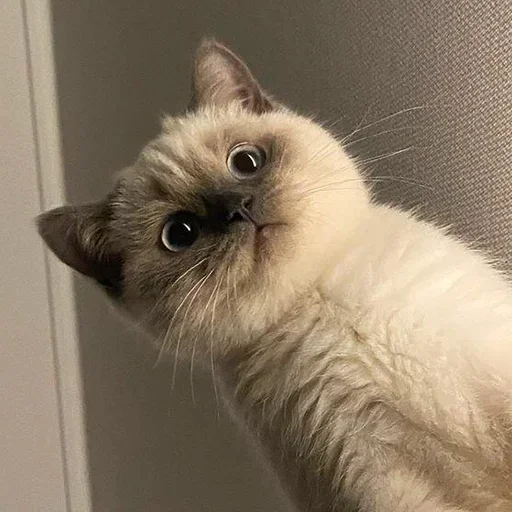 Sticker clothess_inside - 1