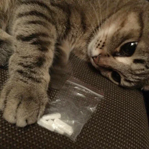 Стикер closticks3! @clothing_insider - 7