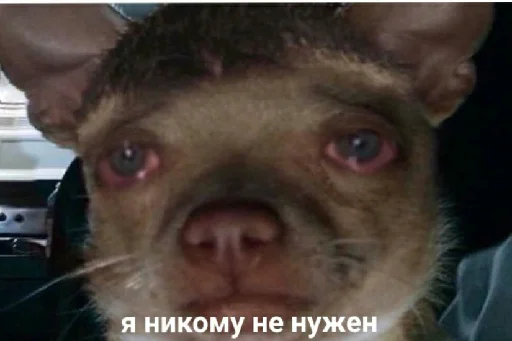 млекопитающее животное рыло