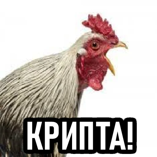 Sticker club21btc - 1