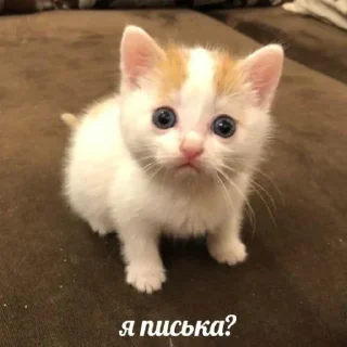 Sticker чаво😘😘 - 7