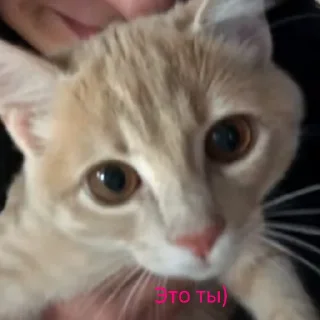 Sticker чоо смиттити - 0