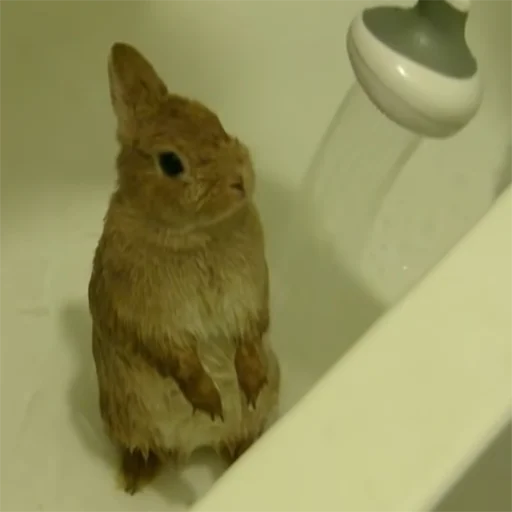 Цмок в пупок - 