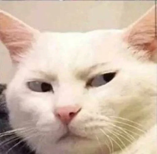 млекопитающее животное кошка