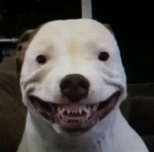 mammal dog breed animal