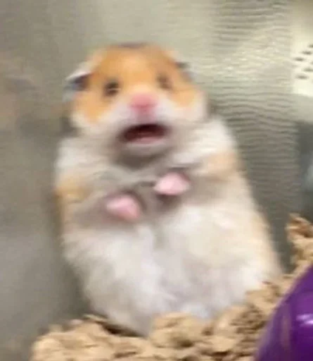 animal mammal hamster