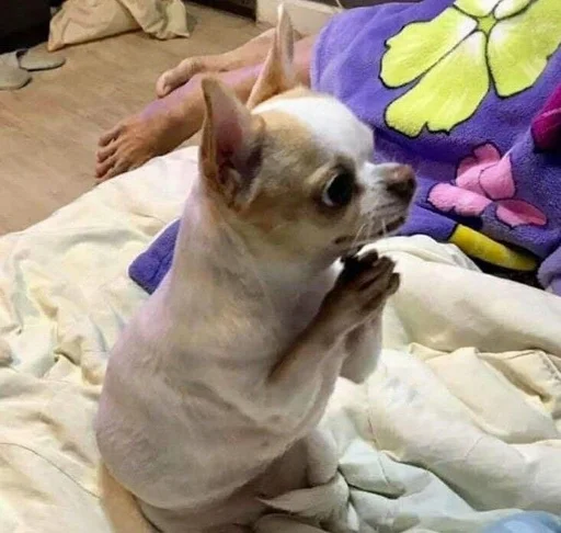 pet indoor dog breed