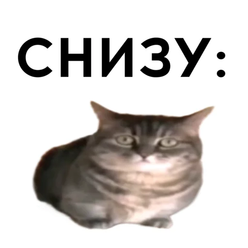 Sticker cocoa_vahui1 - 1