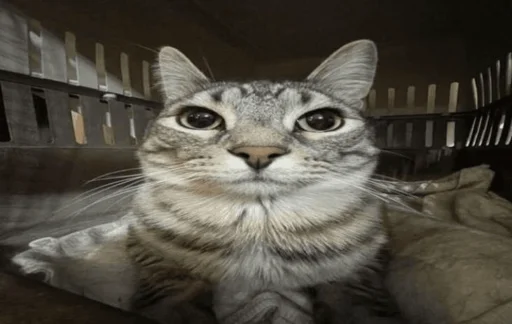 животное млекопитающее кошка