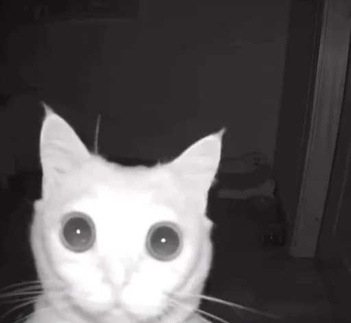 животное кошка домашняя кошка