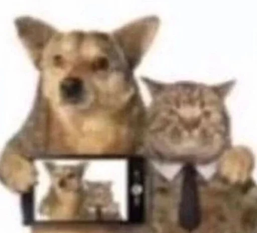 млекопитающее мех животное