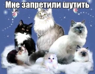 Стикер тише чурки - 11