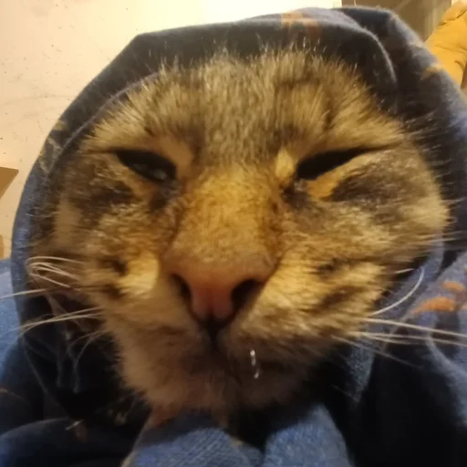 кокоджамбо - 