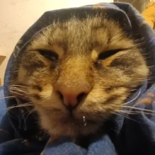 Sticker кокоджамбо - 0