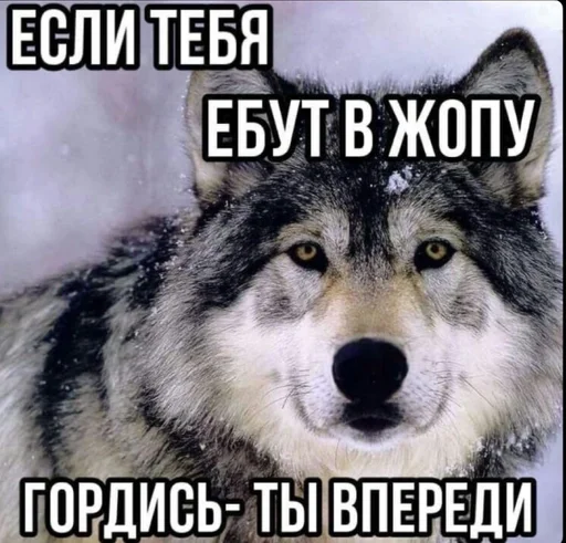 соска нериалка by @fStikBot - 